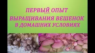 Мой первый опыт выращивания Вешенок