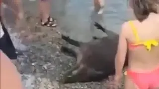 Вот что вынесло на пляж после подрыва ГЭС