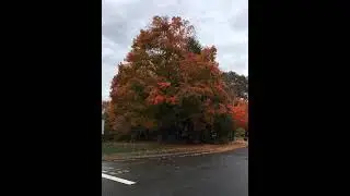 Tree animation