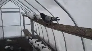 С наступающим Новым годом!!! Голуби Андрея город Уфа.