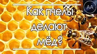 Как пчелы делают мёд | All About