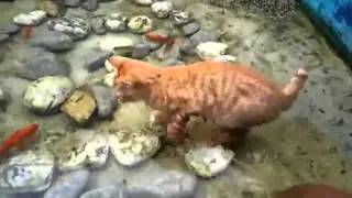 Куда ты, рыбка??!