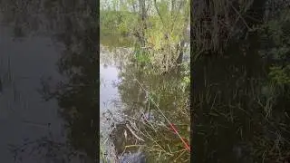 РЫБАЛКА В КУСТАХ НА РЕКЕ Чулым #рыбалка #fishing