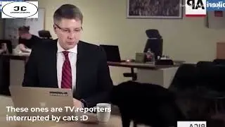 Cat Interrupts live News Broadcast to drink reporters coffee