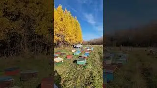 Красотища на пасеке! 