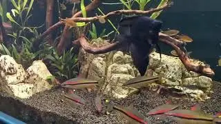 Аквариум в загородном доме / Nature aquarium in country home.