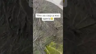 Что за сыр с крапивой? Кто отгадает?