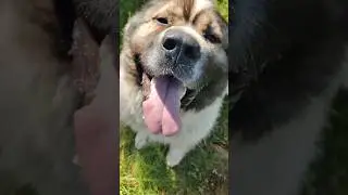 Чего не любят кавказские овчарки #animal #собака #animaldog #животные #dog #doglover