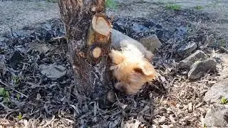Pet Dog Gets in Fight With Lizard and Ends up Being Bitten