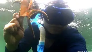 # new viral catching sea shells and lot of fishes.# plss subscribe my ytc( Bross bro tv).