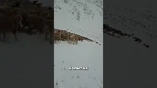 A HERD WORTH 1 MILLION DOLLARS IN DAGESTAN 🤯
