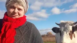 Чому і  коли не можна давати корові макуху (жмих)?