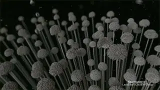 SHOWREEL LCG