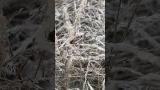 Богомол Mantodea 