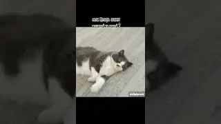 2 часть #cat #automobile #meme