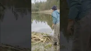 Beavers are proving their dual talents in habitat restoration!