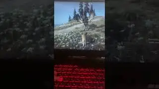 Лосі офигели от лиси