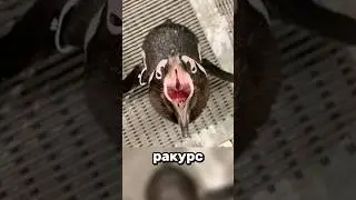 Awkward Animal Angles