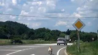 Hund auf der Straße in Kroatien