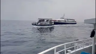 Шрі Ланка, переслідування кита