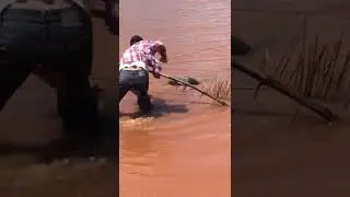 Anaconda kills cow and gets shot