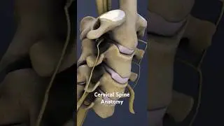 Cervical Spine Anatomy