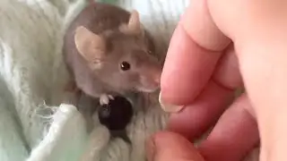 Are your pet mice biting?