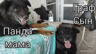 Мой верный друг, в памяти навечно - Пантюшка.