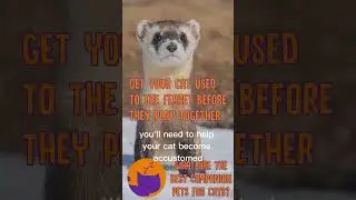 Should You Get Your Cat... a PET?! 