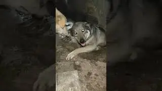 Потеряли Асю
