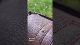 Созерцая лето. Чувствуй. Живи. Люби. 