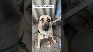 Это видео уже всем надоело 