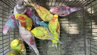 Collecting New Baby Bird From Colony