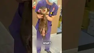 The Case When an Otter Made a Family for a Man! 