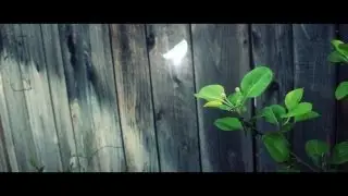 Particle Butterfly Fairy Effect | Adobe After Effects