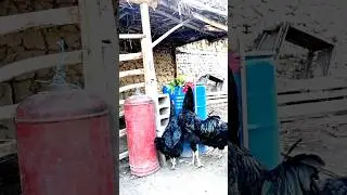 КОРА ШАХЗОДА ГИГАНТ ХУРОЗ ТОВУКЛАРИ 🔥🔥🔥 УЗБЕКИСТАН
