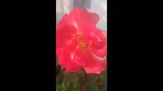 Multi Color Rose Flower White & Pink Color Rose Background Video