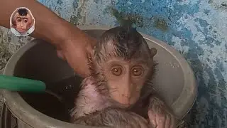 very cute baby monkey miki bathe in the bucket #mokimonkey #cutemonkey #babymonkey