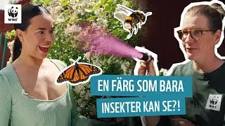 Julia håvar småkryp och hittar en ny färg | Julia, djuren & WWF