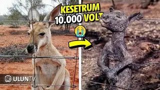 20 Shocking Moments When Animals Get Electrocuted!