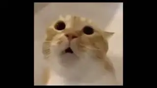 MoooAAAAAAAAAaaaaAAAAA