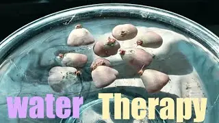 SUB)Lithops Water Therapy Experiment 2