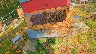Bee Frenzy