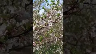 Вот вам видосик с дачи😻 