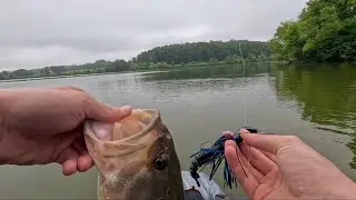 Summer Bassin From The YAK!