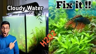 Aquarium Cloudy Water Fix || একুরিয়ামের পানি ঘোলা