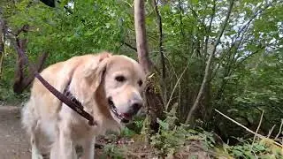 best way to start a morning? 😀 #goldenretriever #goldenhour