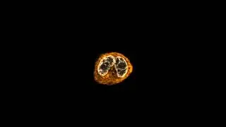 Multi-photon z-stack of cellular spheroids