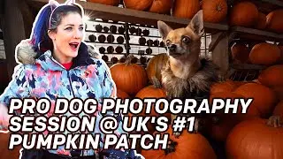 PRO DOG PHOTOGRAPHY SESSION @ UK'S #1 PUMPKIN PATCH!