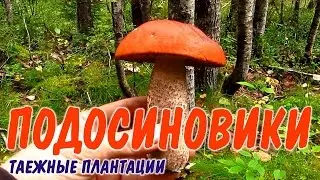 ГРИБ ПОДОСИНОВИК  Сбор грибов на шоковой грибнице когда много подосиновиков. Грибы в тайге. Бушкрафт